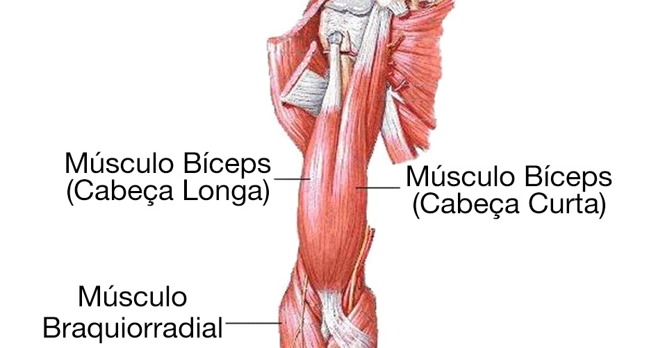 Anatomia bicepsu