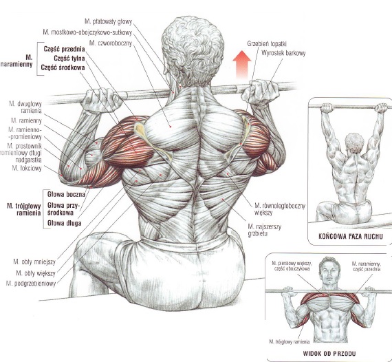 Anatomia barków