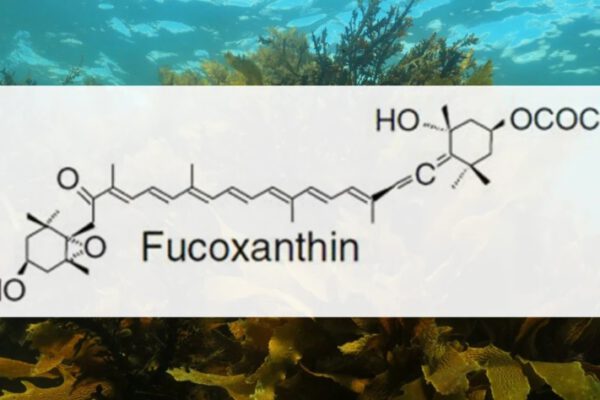 Fucoxanthin - opinie, dzialanie i efekty
