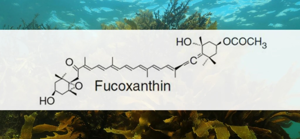 Fucoxanthin - opinie, dzialanie i efekty