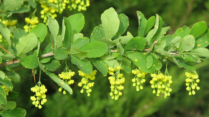 Berberis vulgaris - źródło berberyny