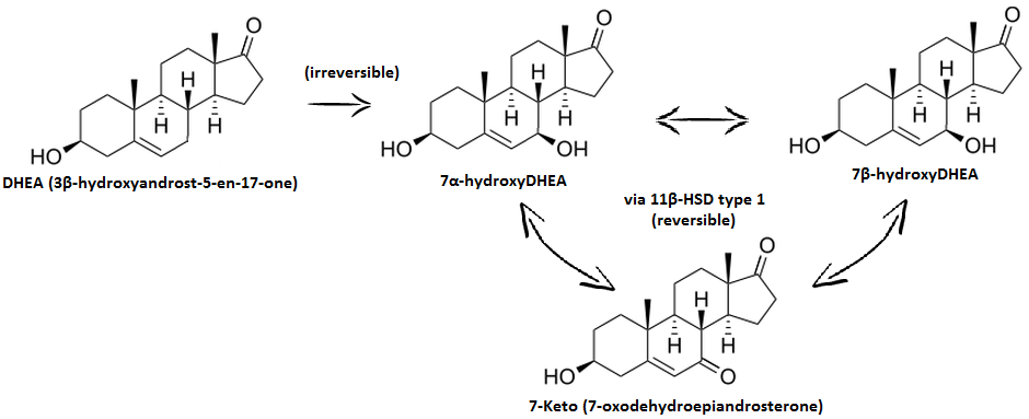 brawn 7-oxo opinie i efkety 7-keto dhea