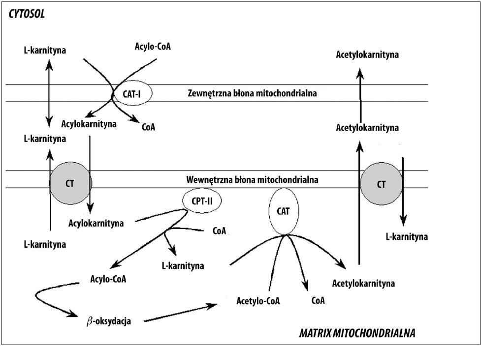 acetyl l-karnityna działanie