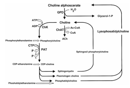 alpha gpc alfosceran choliny opinie i efekty oraz działanie