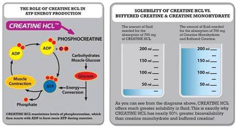 chlorowodorek kreatyny hcl opinie i efekty
