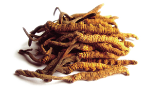 cordyceps sinensis opinie i działanie