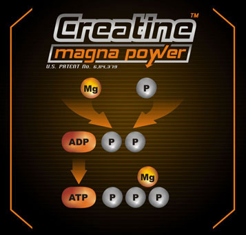 creatine magna power