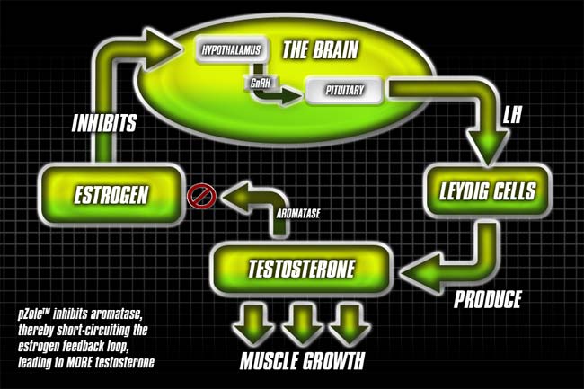 driven sports triazole dzialanie