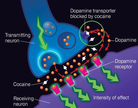 pure l-dopa dopamina efekty sklep