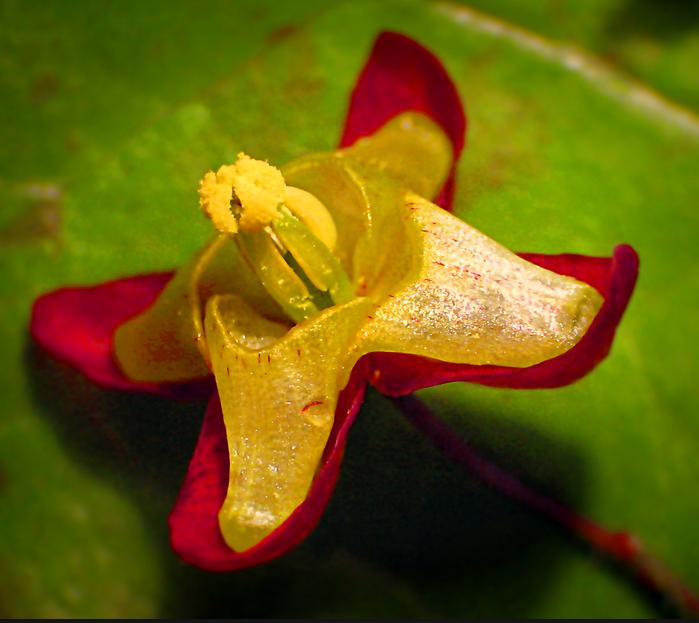 horny goat weed epimedium opinie i działanie