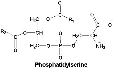fosfatydyloseryna opinie i efekty sklep