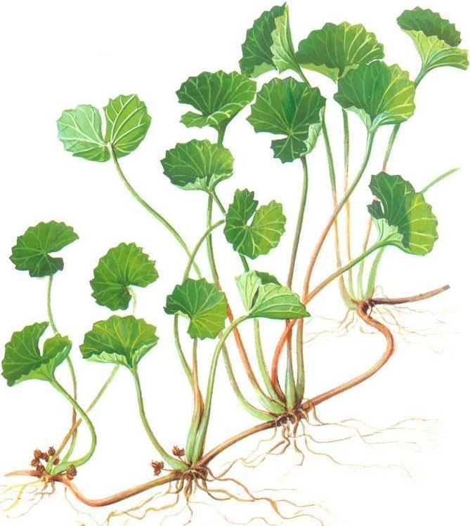 gotu kola