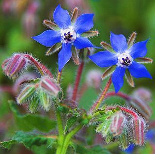 borage oil opinie działanie