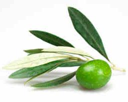 olive leaf działanie
