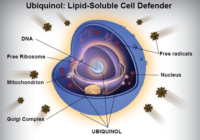 ubiquinol efekty i opinie o suplemencie