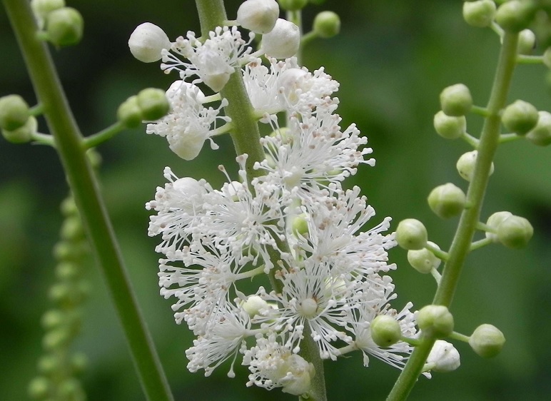 Black Cohosh Pluskawica Groniasta sklep