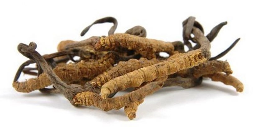 swanson cordyceps sinensis - opinie i efekty